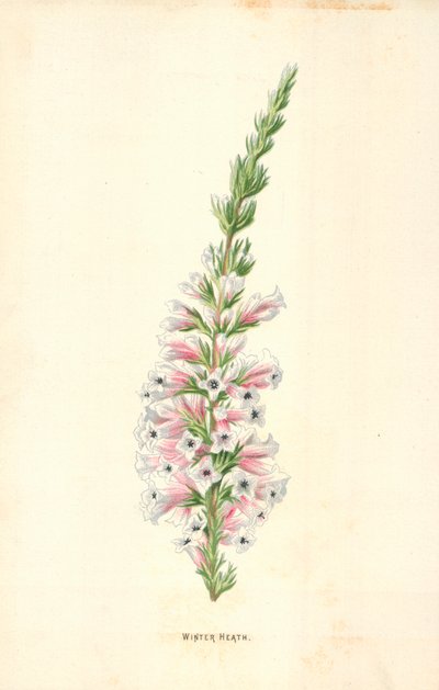 Winter Heath by Frederick Edward Hulme