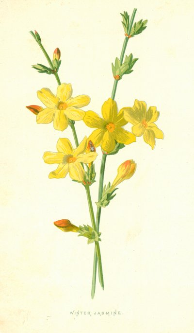 Winter Jasmine by Frederick Edward Hulme