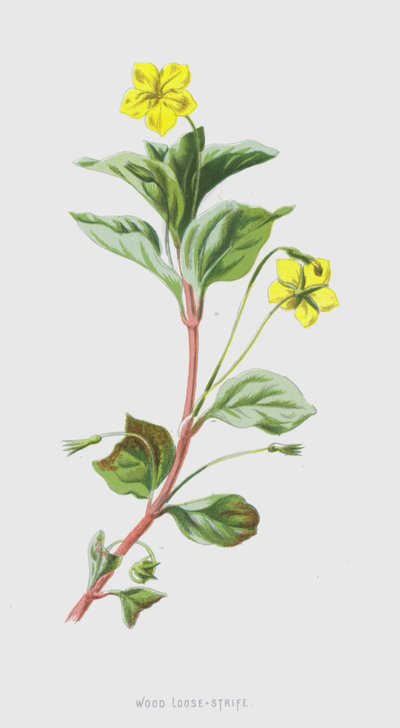 Wood Loose-Strife by Frederick Edward Hulme