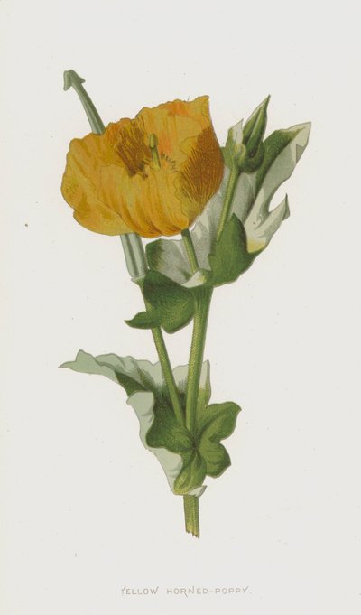 Yellow Horned-Poppy by Frederick Edward Hulme