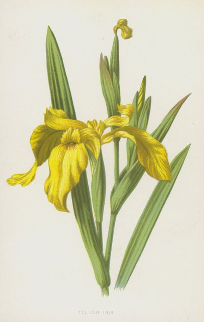 Yellow Iris by Frederick Edward Hulme