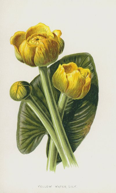 Yellow Water Lily by Frederick Edward Hulme