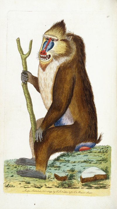 Variegated Baboon or Mandrill Mandrillus Sphinx by Frederick Polydor Nodder