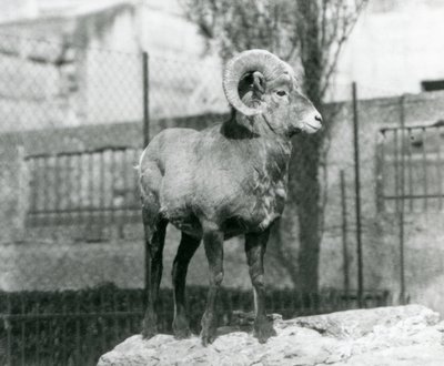 A Bighorn Sheep Ram Standing on a Rock Looking Out Over His Enclosure at the Foot of the Mappin Terraces, London Zoo, 1931 by Frederick William Bond