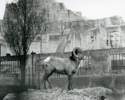 A Bighorn Sheep ram standing on a rock looking out over his enclosure at the foot of the Mappin Terraces, London Zoo. 1931 by Frederick William Bond