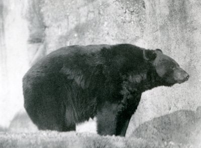 A Black Bear Standing in Its Enclosure, on the Mappin Terraces, at London Zoo in 1924 by Frederick William Bond