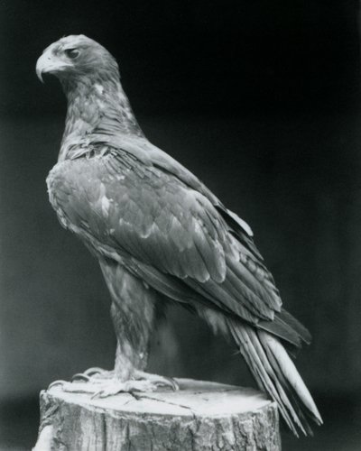 A Booted Eagle Standing on a Tree Stump at London Zoo (June 1926) by Frederick William Bond