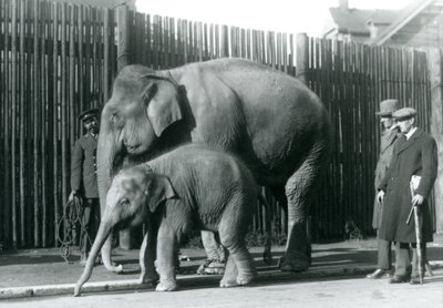 A Burmese Elephant and Her Calf Being Taken for a Walk by Their Keeper, While Two Other Men Look On by Frederick William Bond
