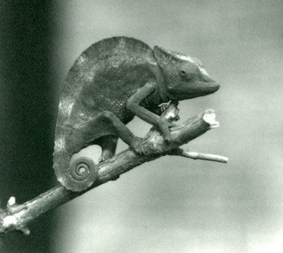 A Chameleon Holding on to the End of a Branch, London Zoo (1927) by Frederick William Bond