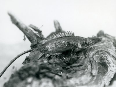 A Climbing Perch resting on a dead branch, out of water at London Zoo in September 1928 by Frederick William Bond