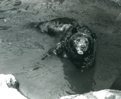A Grizzly Bear bathing in its pool at London Zoo, 1924 by Frederick William Bond