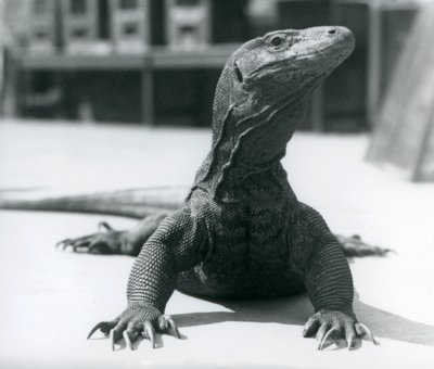 A Komodo Dragon at London Zoo by Frederick William Bond