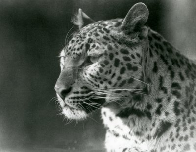 A Leopard at London Zoo in 1930 by Frederick William Bond