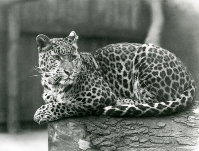 A Leopard resting on a log at London Zoo in 1929 by Frederick William Bond