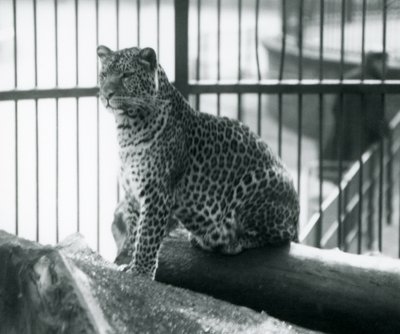 Leopard Sitting on a Log in Its Enclosure at London Zoo, September 1925 by Frederick William Bond