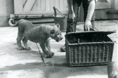 Lion Cub Looking at a Tiger Cub in a Wicker Basket, Which a Keeper Is Opening, London Zoo, September 1925 by Frederick William Bond