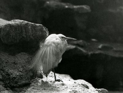 A Little Egret Resting Amongst Rocks at London Zoo in 1930 by Frederick William Bond