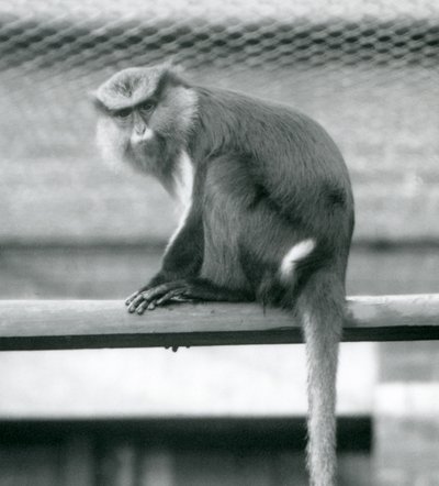 A Mona Monkey sitting on a horizontal pole in its enclosure at London Zoo in September 1925 by Frederick William Bond