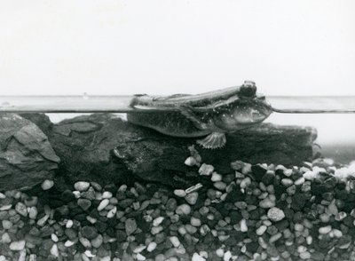 A Mudskipper, Resting on Submerged Rocks, with Its Eyes Above Water, London Zoo by Frederick William Bond
