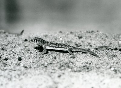 A Namib Sand Gecko/Web-footed Gecko Standing on Sand, London Zoo, September 1928 by Frederick William Bond