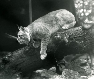 A Northern Lynx leaning down from a branch, London Zoo, October 1925 by Frederick William Bond