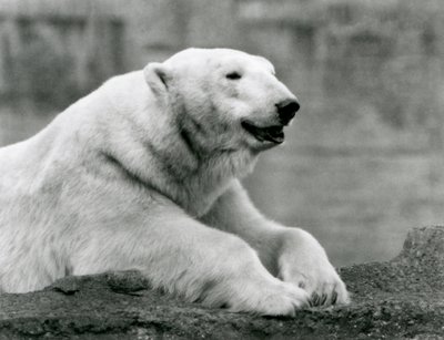 A Polar Bear Resting on a Rocky Ledge at London Zoo in 1931 by Frederick William Bond