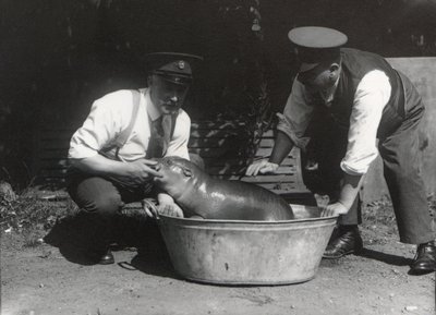 A Pygmy Hippo having a soak at ZSL London Zoo, August 1928 by Frederick William Bond