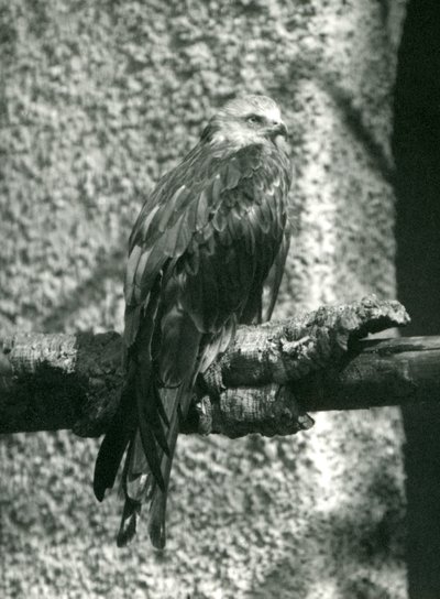 A Red Kite Perching on a Branch at London Zoo in 1924 by Frederick William Bond