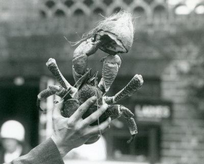 A Robber Crab, holding half a coconut, being held up by a keeper at London Zoo in 1927 by Frederick William Bond