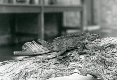 A Sailfin Lizard, with damaged tail, resting on a log at London Zoo in 1928 by Frederick William Bond