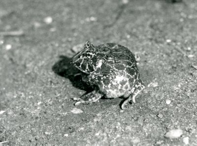 A South American Horned Frog by Frederick William Bond