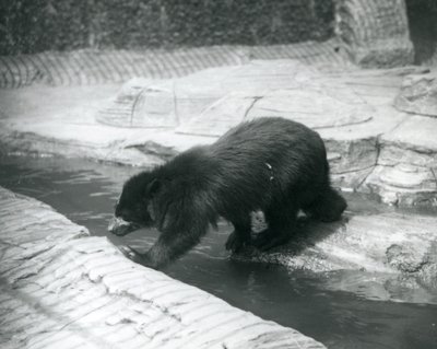 A Spectacled or Andean Bear crosses a stream within its enclosure at London Zoo, July 1925 by Frederick William Bond