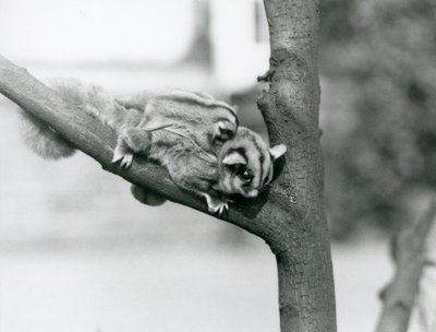 A Sugar Glider on a Branch with Her Baby on Her Back, London Zoo by Frederick William Bond