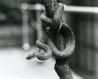 A Texas Rat Snake coiled around an almost vertical branch at London Zoo in August 1928 by Frederick William Bond