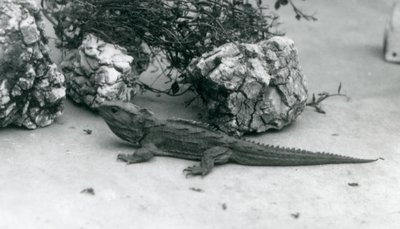 A Tuatara at London Zoo by Frederick William Bond