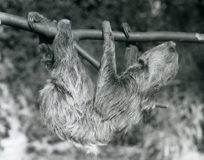 A Two-toed Sloth hanging from a cut branch, London Zoo, 1927 by Frederick William Bond