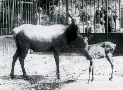 A Wapiti with her fawn in their paddock with visitors looking on through bars, London Zoo by Frederick William Bond
