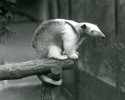 A Young Collared Tamandua sitting at the end of a branch holding on with its prehensile tail, London Zoo, 24th April 1925 by Frederick William Bond
