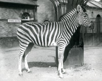 A Zebra Stands in the Paddock Outside the Zebra House at London Zoo in 1925 by Frederick William Bond