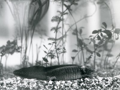 A black Axolotl/Mexican Salamander resting on gravel on the floor of a tank at London Zoo in 1928 by Frederick William Bond