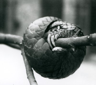 A Critically Endangered Chinese Pangolin Resting, Curled Around a Horizontal Branch, London Zoo (Pre 1930) by Frederick William Bond