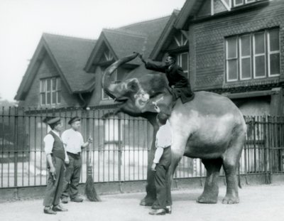 A decorated Indian Elephant with three keepers and trainer outside the Elephant House at London Zoo in 1927 by Frederick William Bond