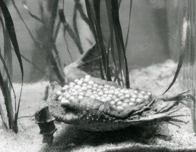 A female Surinam Toad with her eggs embedded in the skin of her back, London Zoo by Frederick William Bond
