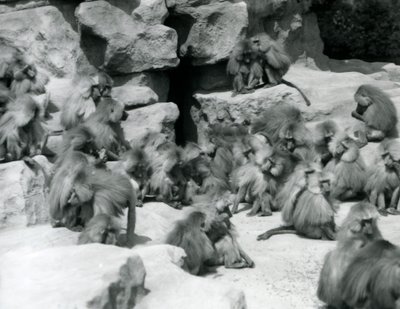 A Group or Troop of Sacred Baboons Sitting on Rocks in Their Enclosure, London Zoo, July 1925 by Frederick William Bond