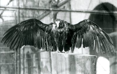 A hooded vulture, standing on a log with outstretched wings, enjoying an April shower at London Zoo, before 1930 by Frederick William Bond