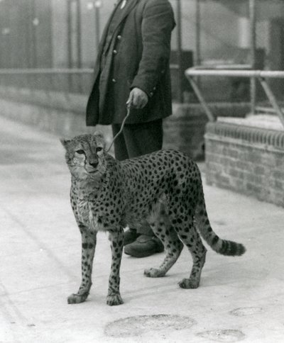 A keeper with a Cheetah on a lead, London Zoo by Frederick William Bond