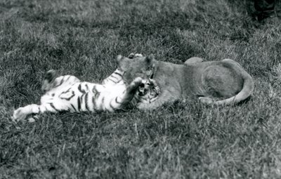 A lion and tiger cub wrestle on the grass, London Zoo, September 1925 by Frederick William Bond