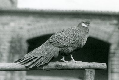 A male Grey Peacock Pheasant standing on his perch at London Zoo in 1931 by Frederick William Bond