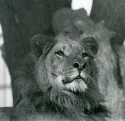 A Male Lion at London Zoo in 1929 by Frederick William Bond