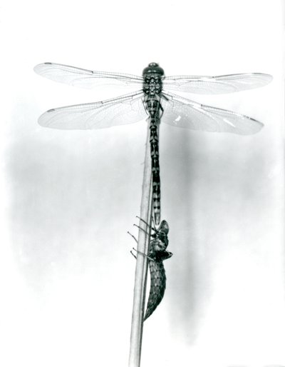 A newly emerged Golden-ringed Dragonfly dries its wings while resting on a reed above its empty larval shell, or exuvia, London Zoo, 1925 by Frederick William Bond